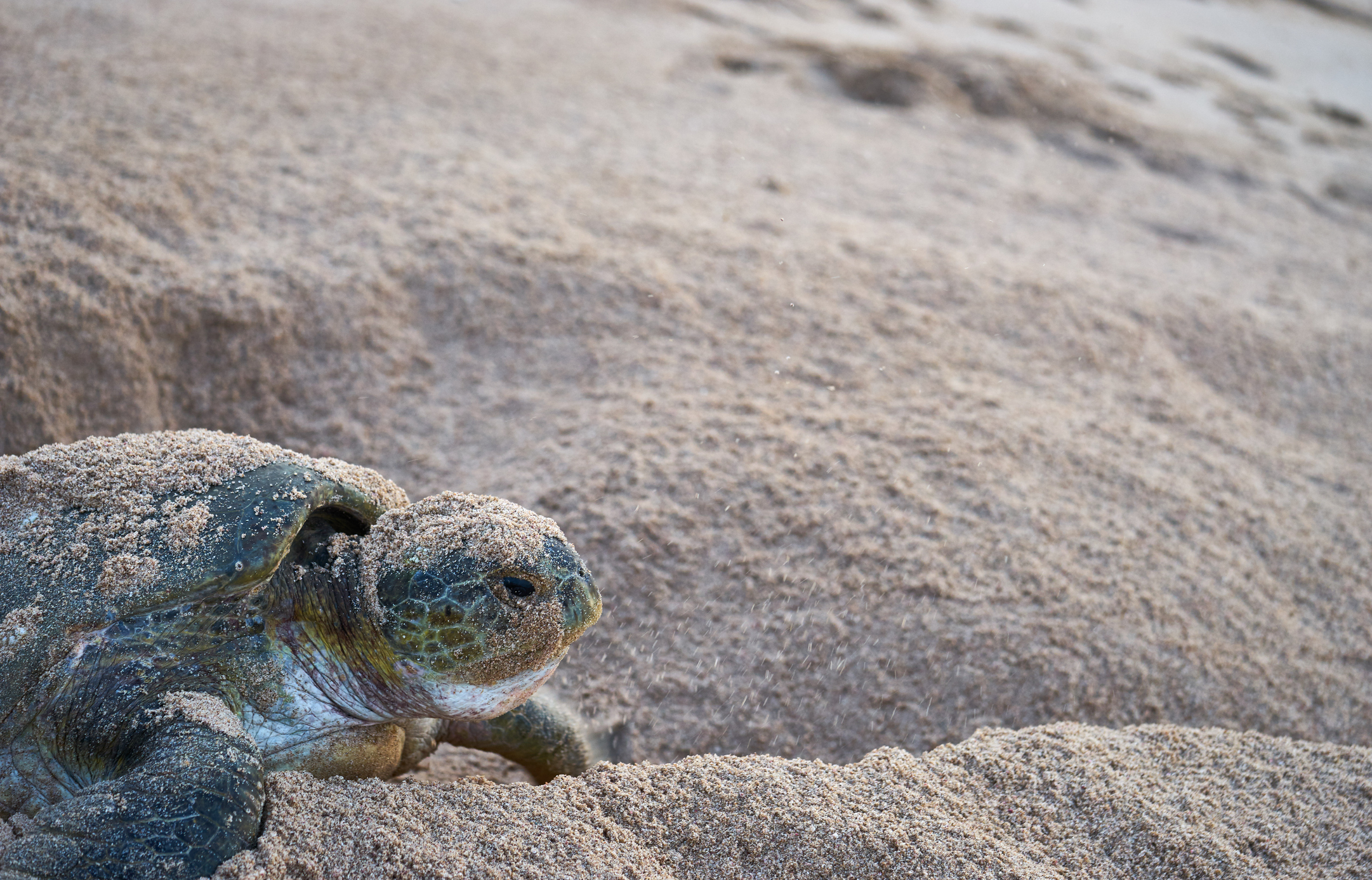 rasAlJinzTurtleReserve