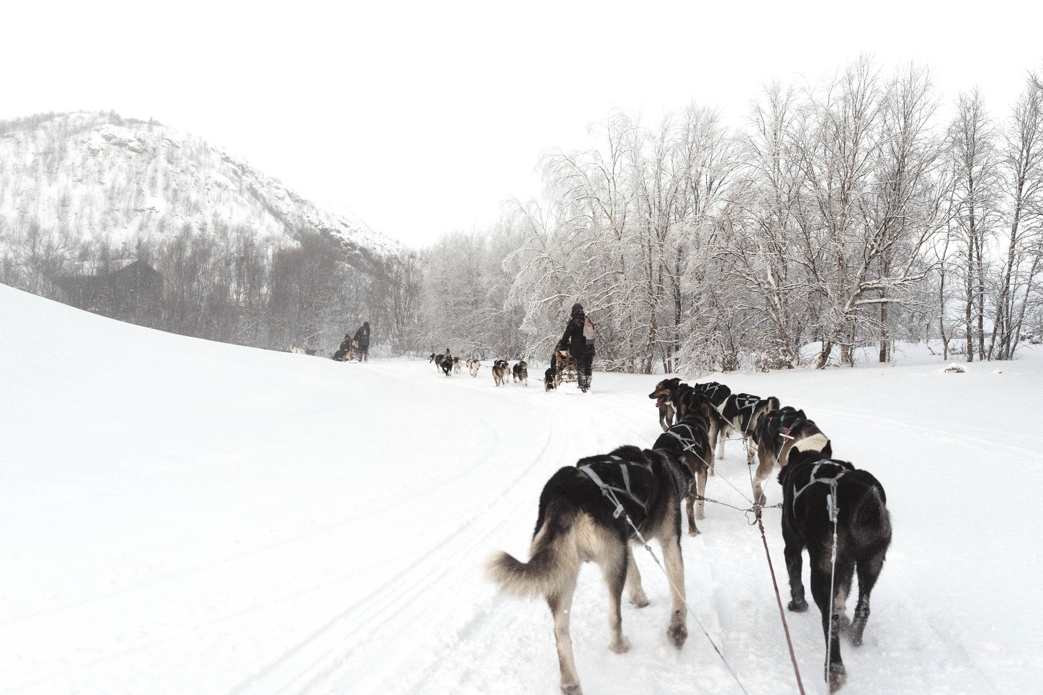 DogsSledding